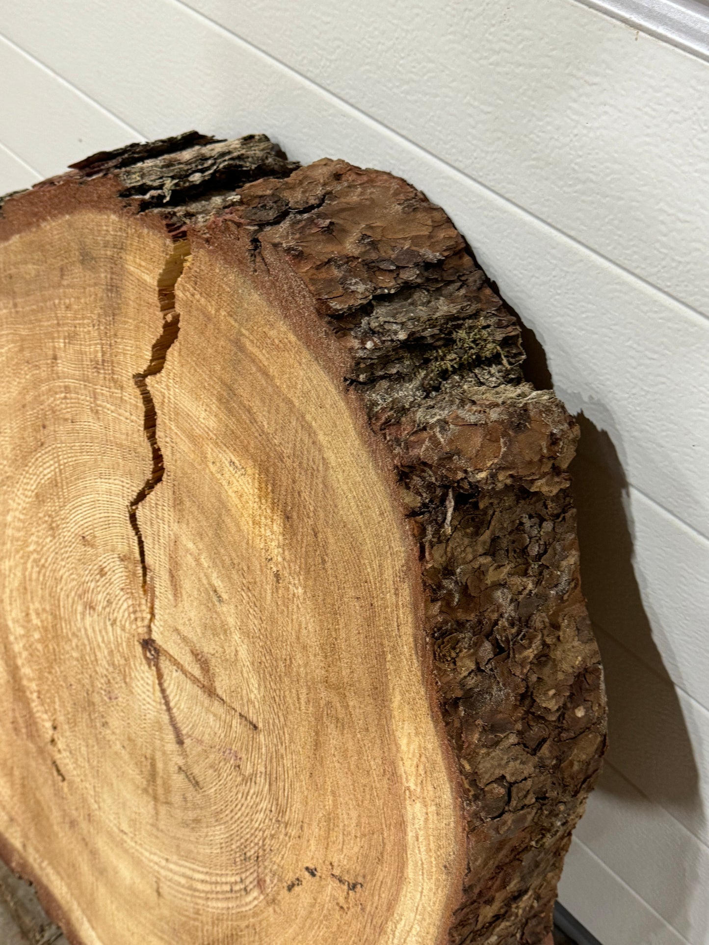 Große ca. 70cm Tischplatte Baumscheibe Lärche Holzscheibe