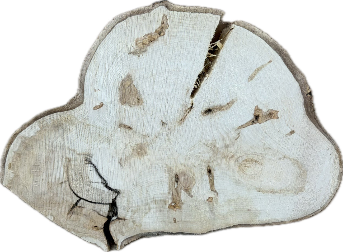 Tischplatte Baumscheibe Pappel Holzscheibe ca. 70-50cm