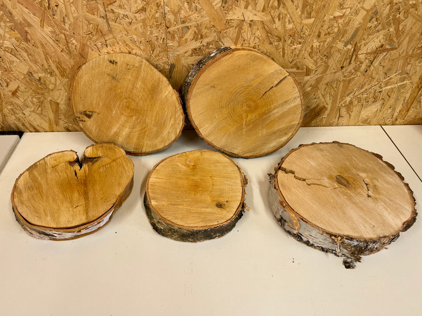 Sonderangebot 2. Wahl Birkenscheiben ca. 10-35cm Baumscheibe Holzscheibe