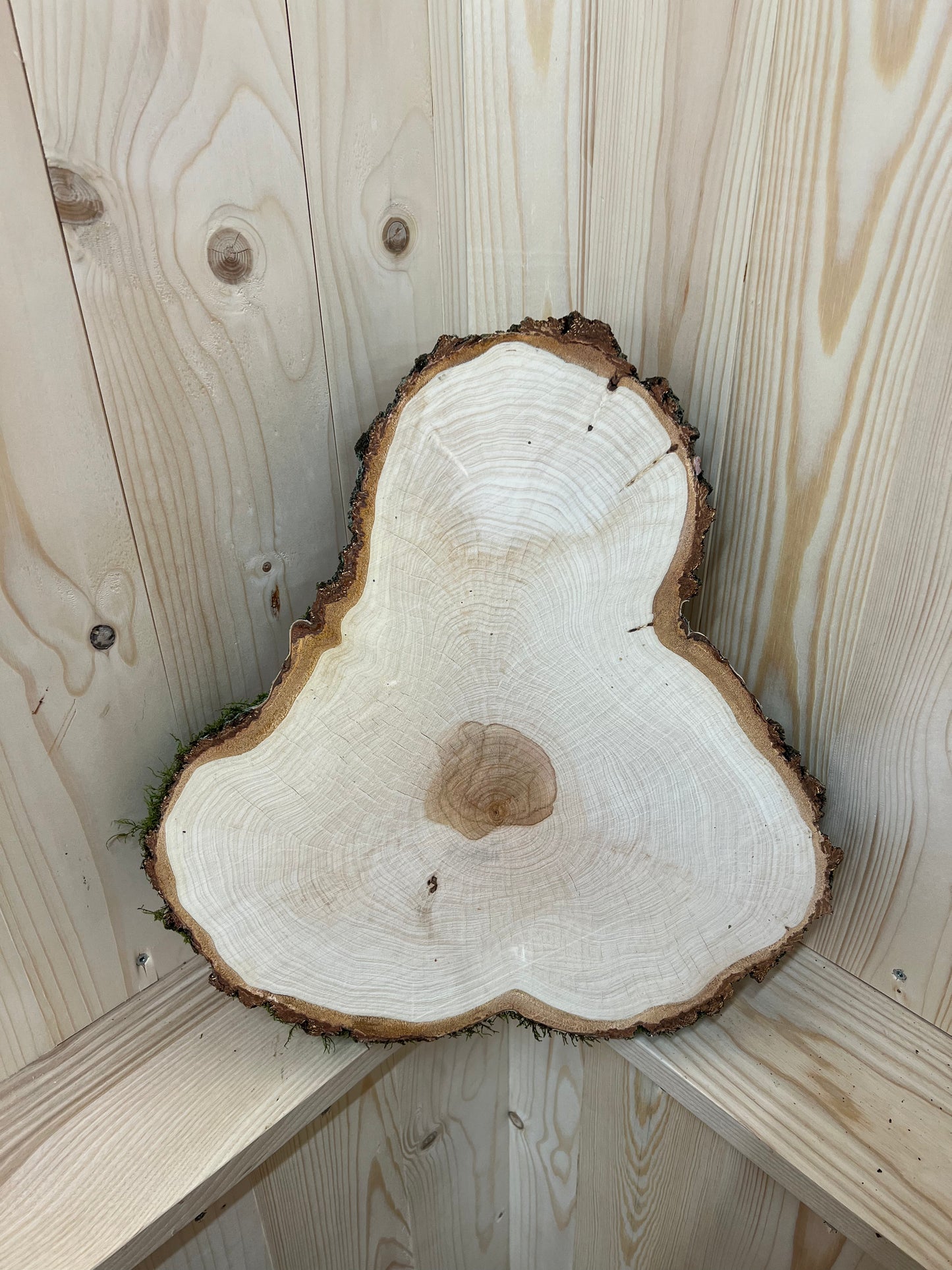 Tischplatte Baumscheibe Birke