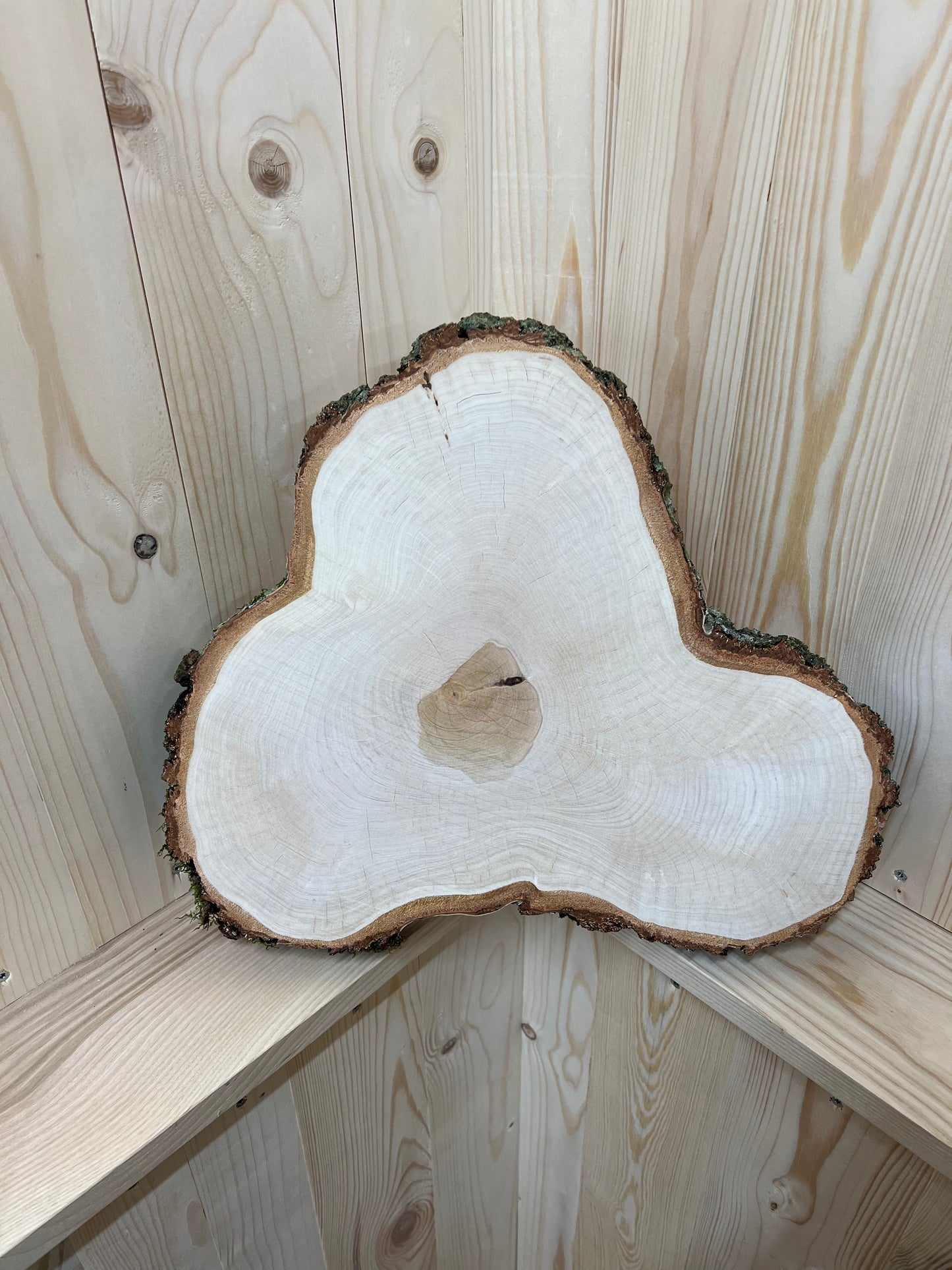 Tischplatte Baumscheibe Birke