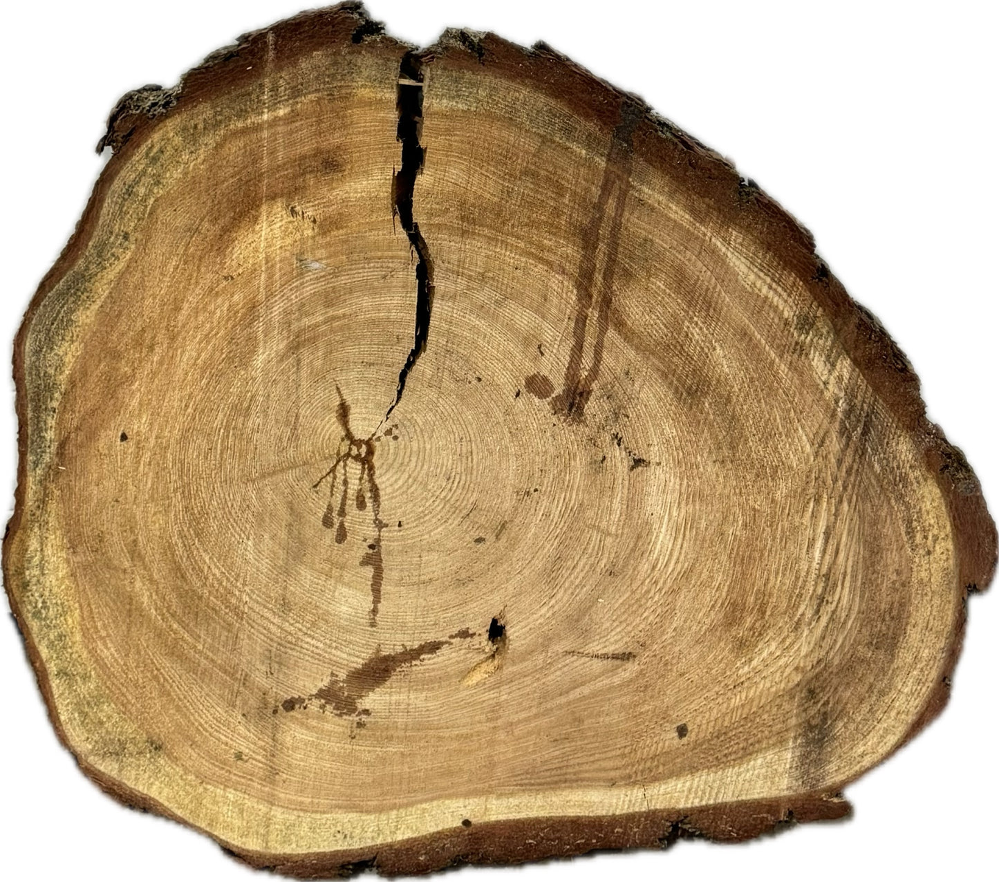 Große ca. 70cm Tischplatte Baumscheibe Lärche Holzscheibe