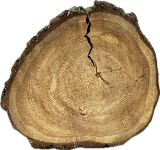 Große ca. 70cm Tischplatte Baumscheibe Lärche Holzscheibe