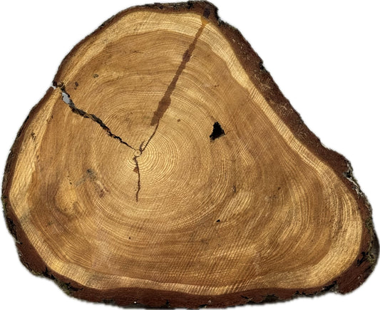 Große ca. 90cm Tischplatte Baumscheibe Lärche Holzscheibe