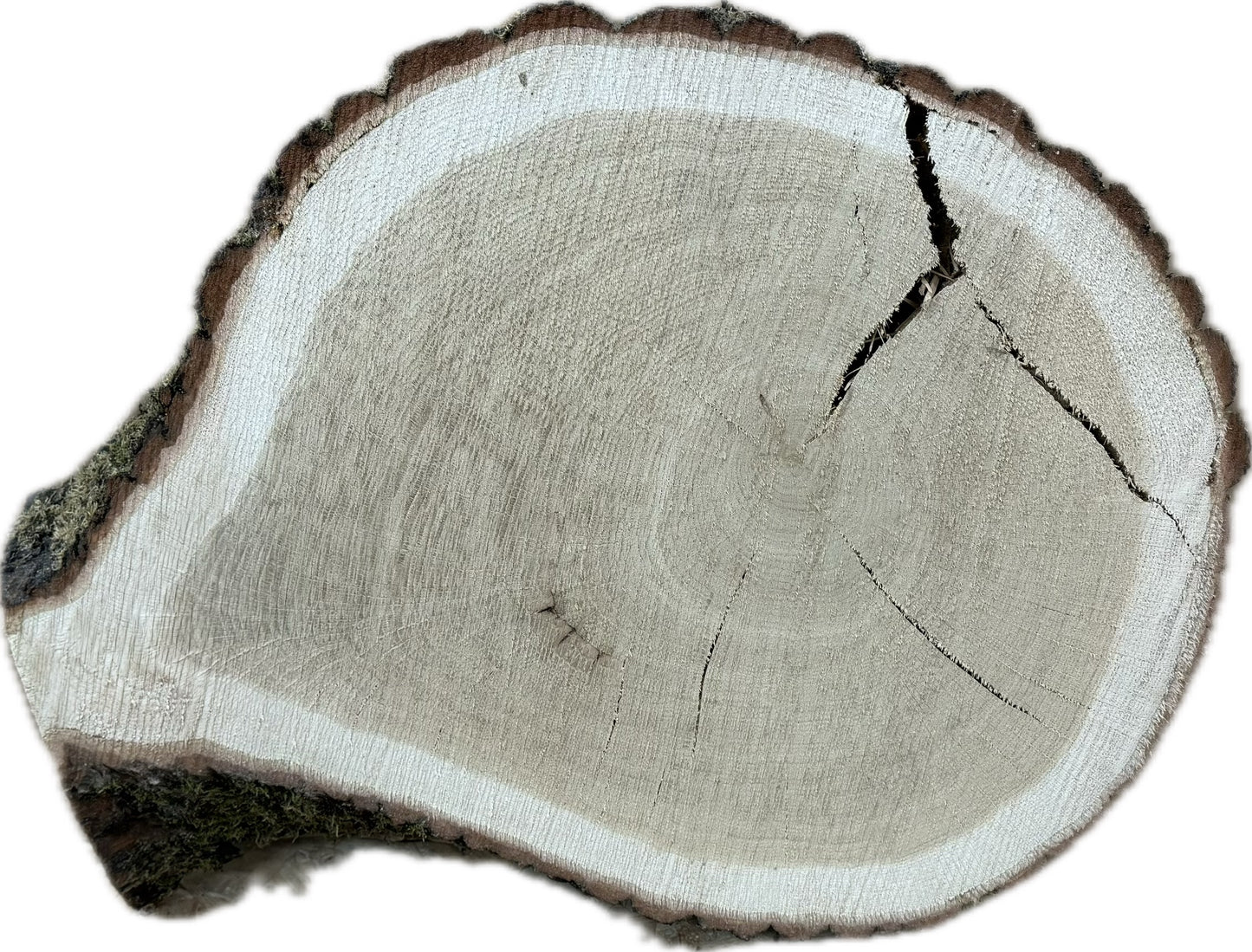 Tischplatte Baumscheibe Eiche Holzscheibe ca. 55-41cm